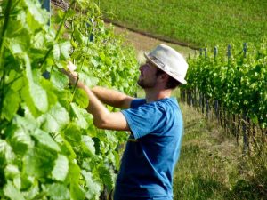Christian beim Einfädeln der Triebe im Silvaner - Wein von 3 in Franken