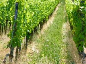 Weinberge Wein von 3 in Franken