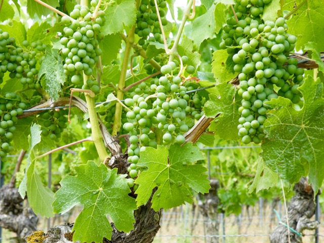 Weintrauben im Juli Weingut Wein von 3 in Franken