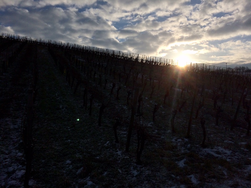 Rebschnitt im Weinberg bei Wein von 3 in Franken